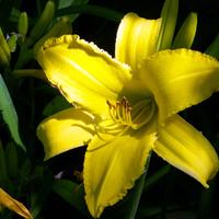 Yellow Lily goodfreephotos