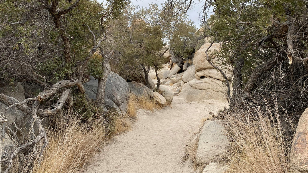 A path in the desert.