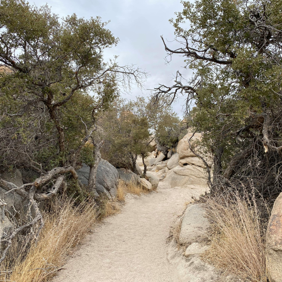 A path in the desert.